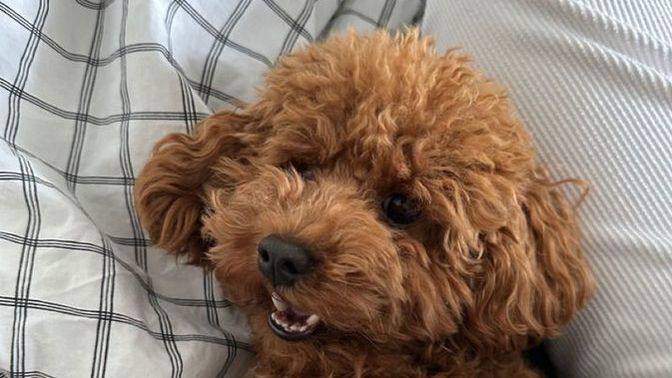 Evde hangi küçük cins köpek beslenir?