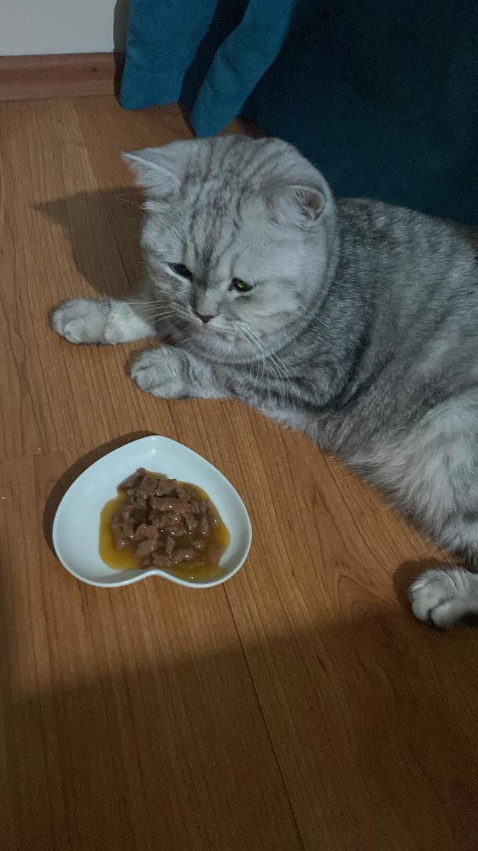 Kedi mi, köpek mi, kuş mu? Hangisini beslemek isterdiniz?