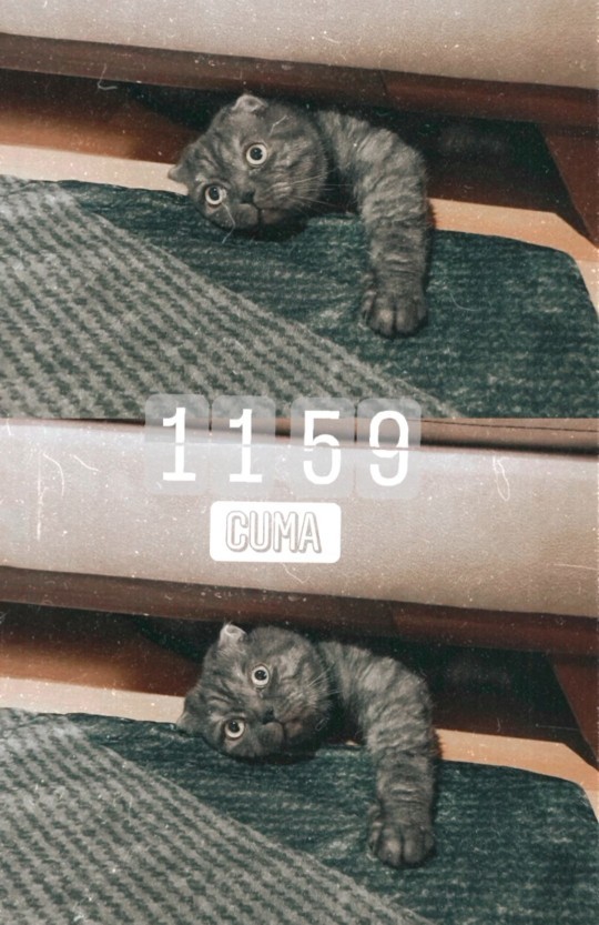 Kedi mi, köpek mi, kuş mu? Hangisini beslemek isterdiniz?