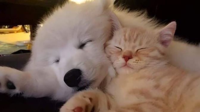 Kedi mi, köpek mi, kuş mu? Hangisini beslemek isterdiniz?