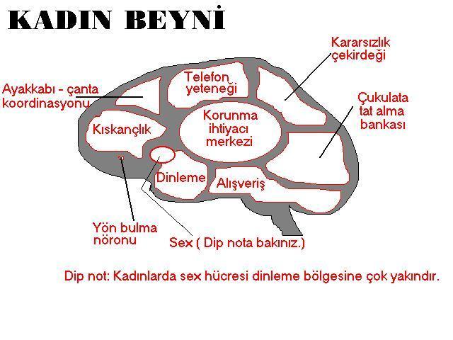 Erkek beyni mi, kız beyni mi daha tuhaf?