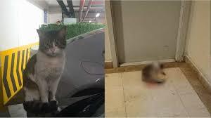 Bunu yapan kişiye insan diyebiliyorsak bize de yazıklar olsun..
