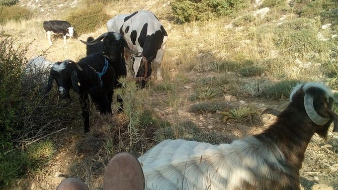 Köy hayatı mı, şehir hayatı mı sizce?