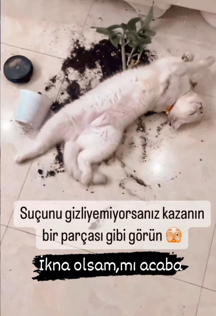 😂😂😂😂