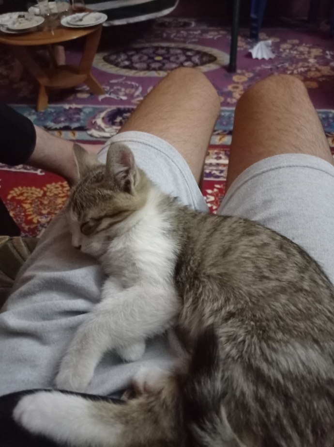 Kedim dünyanın en güzel kedisi olabilir mi?