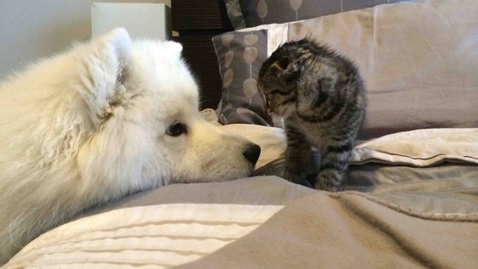 Köpekleri mi daha fazla seviyorsunuz yoksa kedileri mi✨?