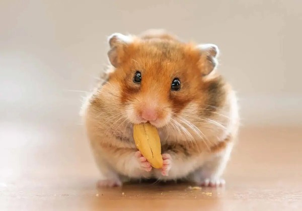 Hamsterime isim lazım, ne isim koysam?