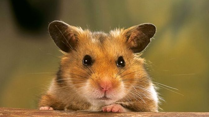 Hamsterime isim lazım, ne isim koysam?