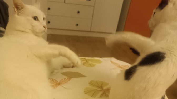 Kedilerim nasıl, ablasını dövmeye kalkıyor?