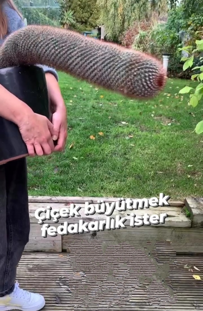 Elinize bir saksı ve toprak verseydim hangi çiçeği ekmek isterdiniz ?