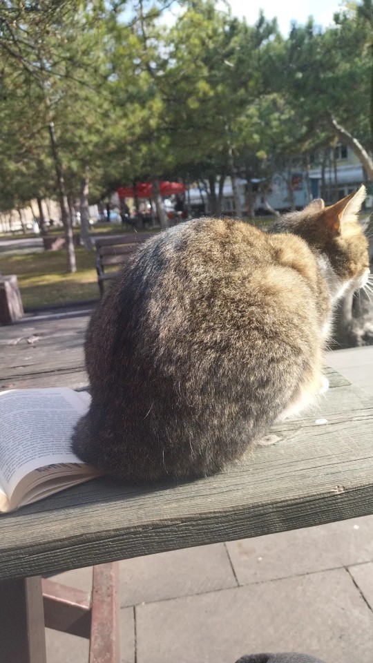 Kitabıma oturan bu bebeği yemem mi gerekiyor?