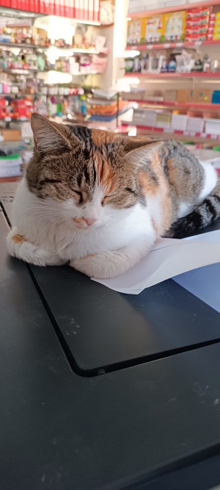 Bu kızı yemeli miyim?
