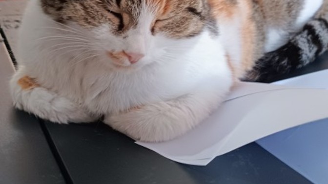 Bu kızı yemeli miyim?