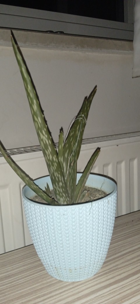 Aloe veram soluyor, neyi yanlış yapıyorum?