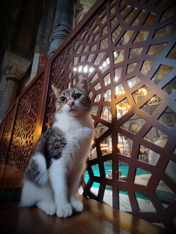 Hayvanları sever misin ve en sevdiğin hayvan hangisi?