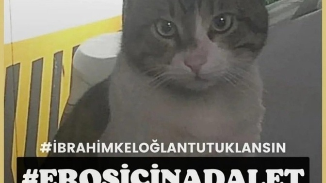 Günler geçmesine rağmen erosu tekmeleyerek öldüren kişiyi tutuklamadılar, neden vicdan yok bunlarda?