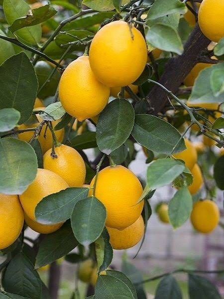 Limon yetiştirmek istiyorum, limon nasıl ekilir bilen var mı?