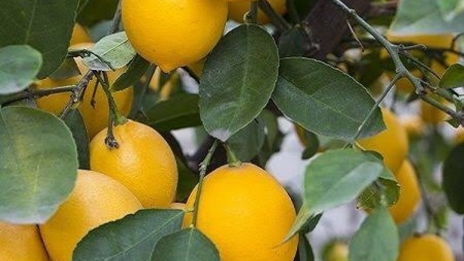 Limon yetiştirmek istiyorum, limon nasıl ekilir bilen var mı?