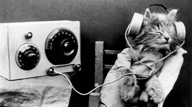 Kediler de müzik dinlerken dertleniyor olabilir mi?