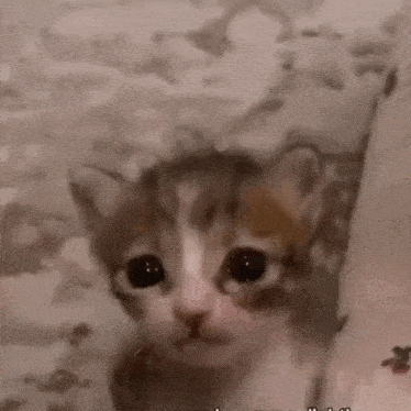 İtici misiniz değil misiniz, Söyliyim mi?