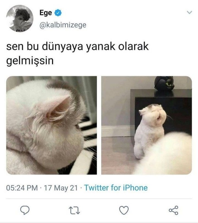 Nörüyonuz beaaa?