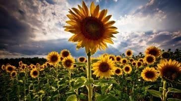 🌺 Güvenmekte bir ihtiyaç değil midir?