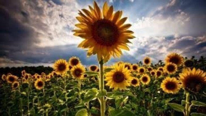 🌺 Güvenmekte bir ihtiyaç değil midir?