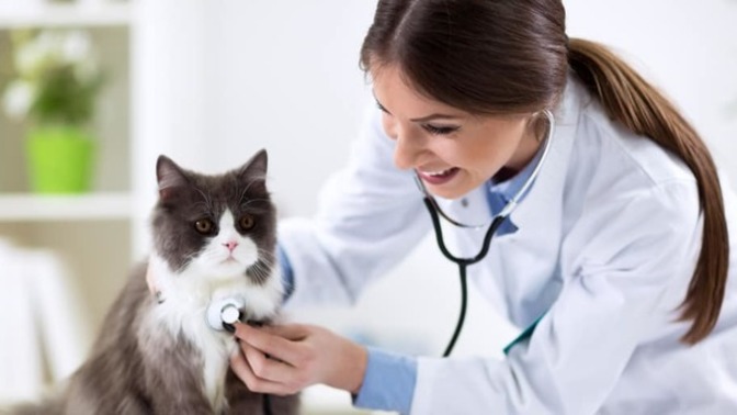 Evcil hayvanınızı ne sıklıkla veterinere götürüyorsunuz?