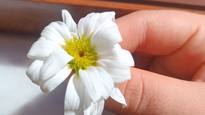 Papatya falı baktırmak isteyen var mı ahha?