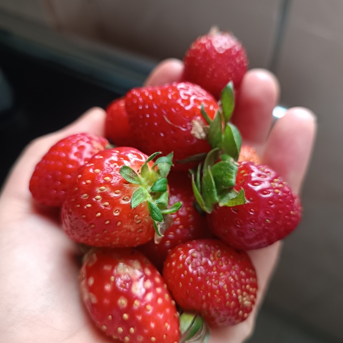 Çilek sezonu açıldı, sever misiniz?