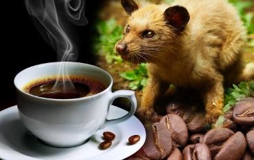 Dünyanın en pahalı kahvesi: Misk kedisinin dışkısından elde ediliyor☕. Bu kahveyi tüketir miydiniz?