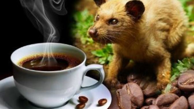 Dünyanın en pahalı kahvesi: Misk kedisinin dışkısından elde ediliyor☕. Bu kahveyi tüketir miydiniz?