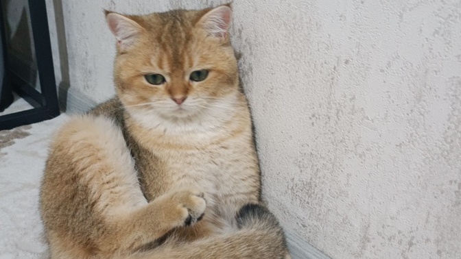 Kedimi kısırlaştırıyorum, nelere dikkat etmeliyim?