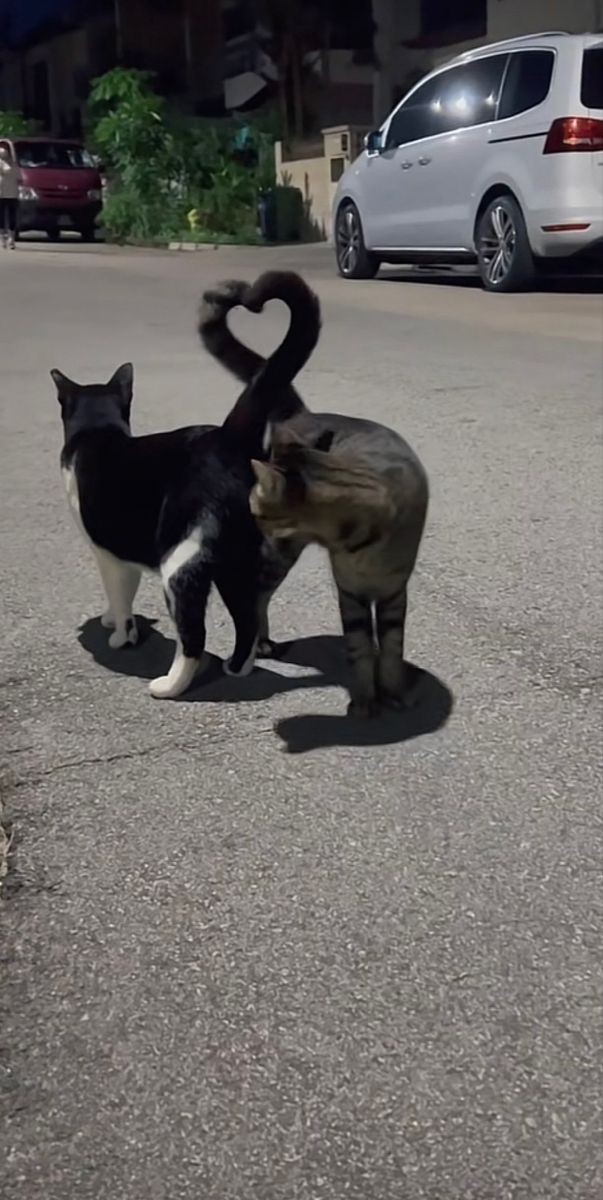 Bi kızın peşinden 2 yıl koşarmısınız? Erkekler sorum size?