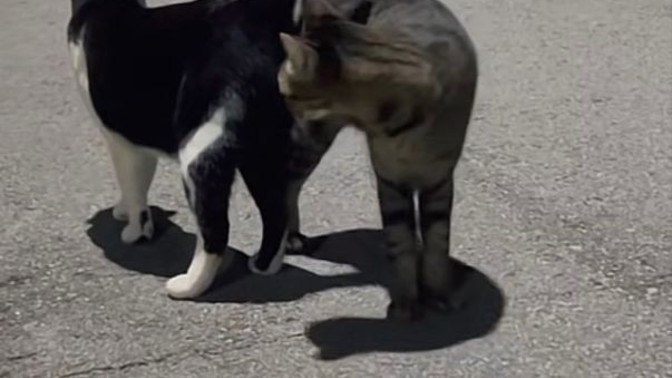 Bi kızın peşinden 2 yıl koşarmısınız? Erkekler sorum size?