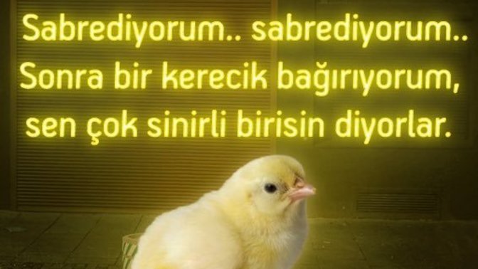 Hangi burç aşık olmadığı halde aşık rolünü çok iyi yapıyor?