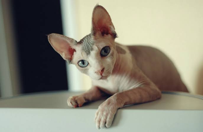 Evinize böyle bir kedi alır mıydınız?