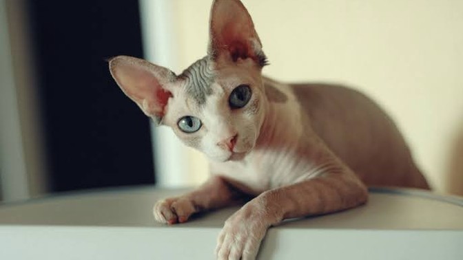 Evinize böyle bir kedi alır mıydınız?