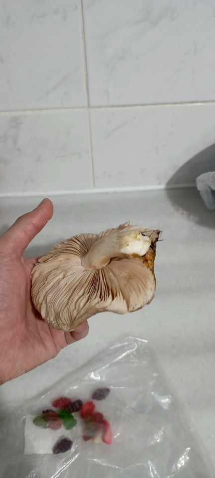 Mantardan anlayan var mı zehirli midir bu?