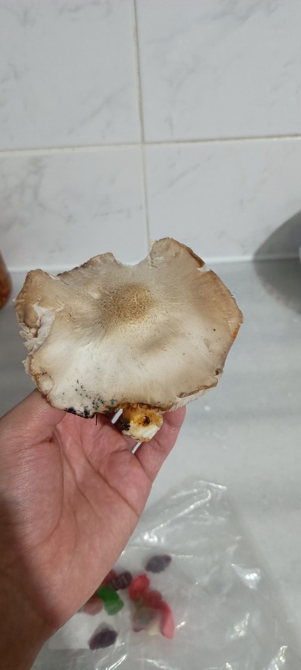 Mantardan anlayan var mı zehirli midir bu?