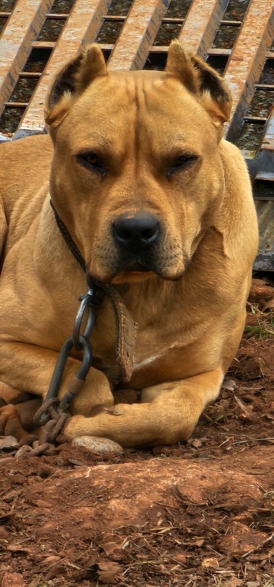 Köpeğim nasıl duruyo?