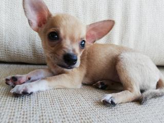 Köpeğim nasıl duruyo?