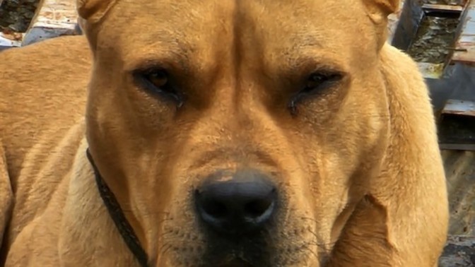Köpeğim nasıl duruyo?