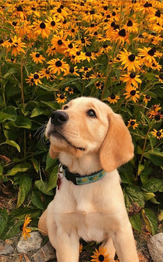 Köpek sahibi olmak ister miydiniz?