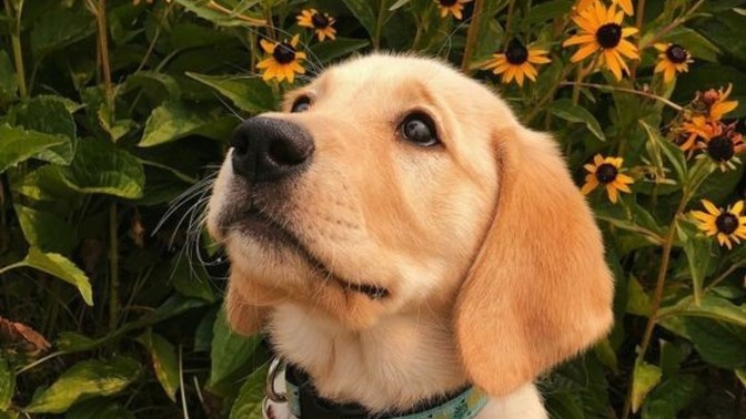 Köpek sahibi olmak ister miydiniz?