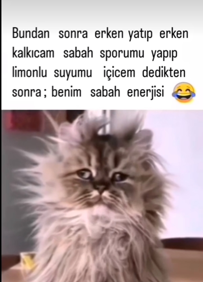 Şu kediler çok minnoş yaw