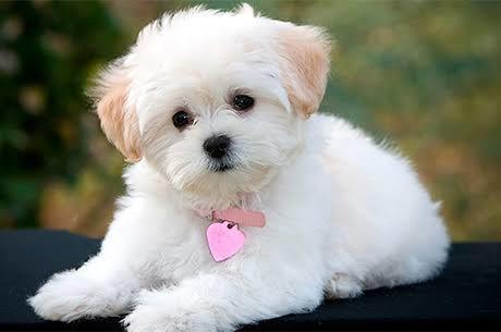 Size iyi gelecek tüylü dost köpek mi yoksa kedi mi?