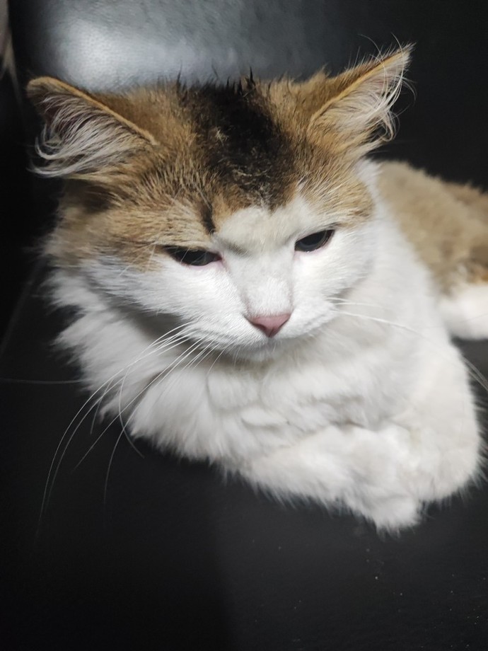 Size iyi gelecek tüylü dost köpek mi yoksa kedi mi?