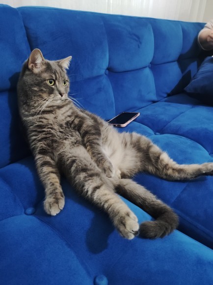 Size iyi gelecek tüylü dost köpek mi yoksa kedi mi?