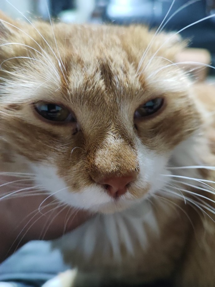 Size iyi gelecek tüylü dost köpek mi yoksa kedi mi?